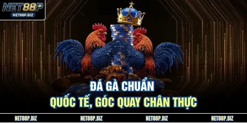 Đá gà chuẩn quốc tế, góc quay chân thực